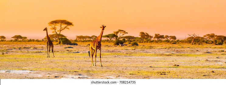 Evening Panorama Of Savanna With Giraffes, Amboseli National Park, Kenya, Africa.