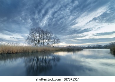 evening photo bulrush /