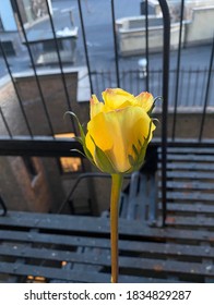 Evening Primrose Against Fire Scape 