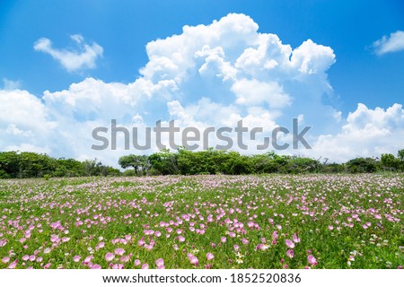 Evening primrose blooming park and cumulonimbus clouds