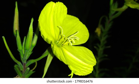 Evening Primrose Flower On Black Background