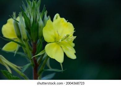 Evening Primrose Flowers On Black Background Close Up.