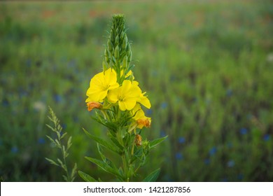 Evening primrose (Oenothera biennis)- yellow flower