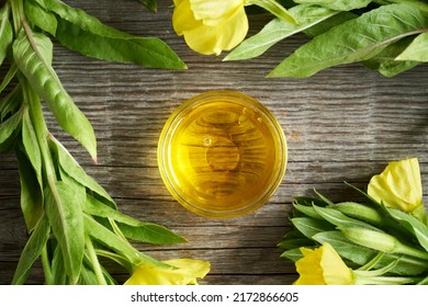 Evening Primrose Oil With Fresh Blooming Oenothera Biennis Plant, Top View