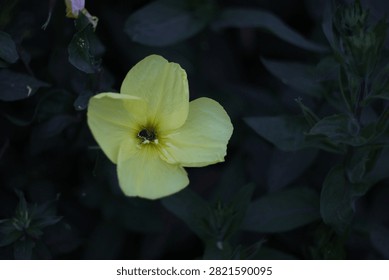 Evening primrose with small bee inside 