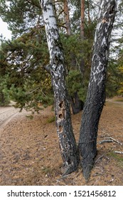 Evening In Serebryany Bor Park. Birch, Eaten By Bark Beetle In Serebryany Bor, Moscow, Russia