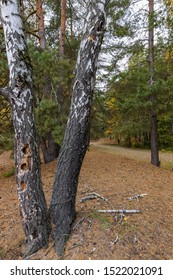 Evening In Serebryany Bor Park. Birch, Eaten By Bark Beetle In Serebryany Bor, Moscow, Russia