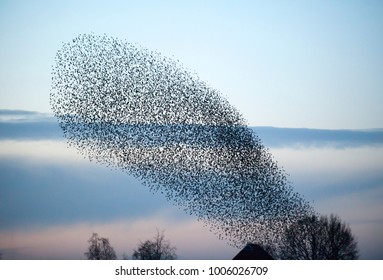 Evening sky with big flock of starlings