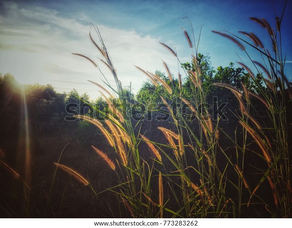 evening sky grass background