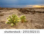 Evening Star flower in the Badlands of South Dakota