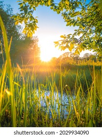 Evening sun above the horizon in green meadow. Sunset in field in June. Sun rays shine through trees and grass. Summer landscape. Fresh grass shining in yellow sunlight. Morning Sunrise Dawn Sunbeams