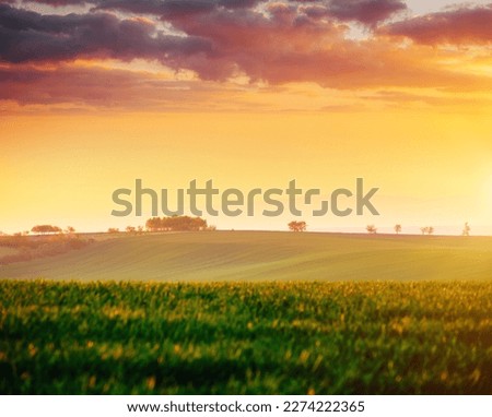 The evening sun illuminates the agricultural fields. Location place South Moravia region, Czech Republic, Europe. Gorgeous photo wallpaper. Concept of agrarian industry. Discover the beauty of earth.