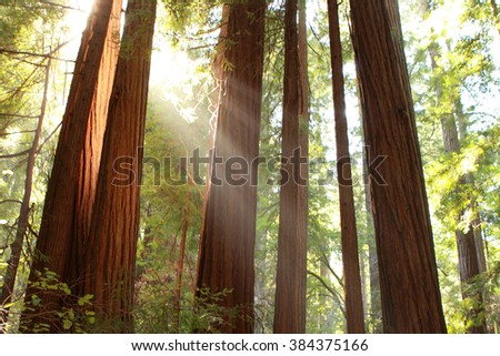 Evening sun light in Muir Woods National Monument, California. USA