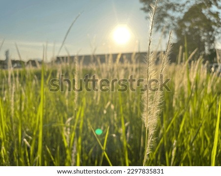 Similar – Dune grass in the evening sun