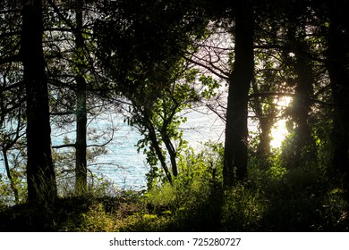 evening sun rays through the trees, trees in the sun, sunbeam through the trees, path in the Park