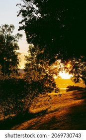 Evening sun shining through the trees. Golden hour in the park with a beautiful light