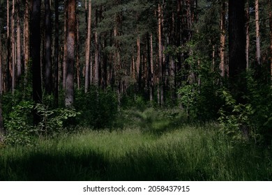 Evening sun in the untouched wild nature. Lots of trees, all very green and overgrown. A meadow with summer flowers and green, long grass enters the forest. The trees are lit by the romantic evening s