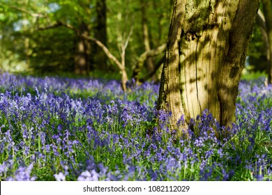 Evening sunlight illuminates the mass of Bluebells in a local beech and Oak deciduous woodland in Nottinghamshire,UK.