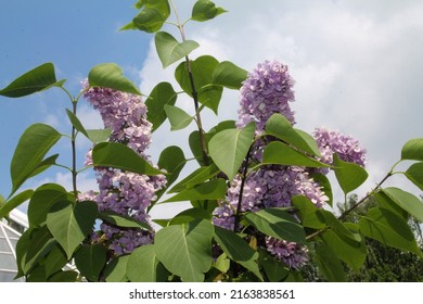 Evening Sunset. Branches Of Purple Lilac Flaunt Against The Background Of Clouds. Computer Desktop Wallpaper.