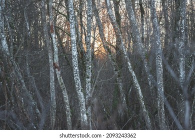 Evening Sunset Light Through White Alder Tree Trunks In Winter Forest