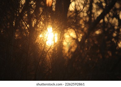 Evening Sunset Through The Trees