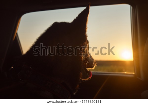 evening trip with a husky dog by car at sunset with\
the sun\'s glare
