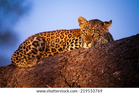 Evening twilight covers the sky in wonderful hues of blues, as a young Leopard cub rests up on a fallen tree. 
