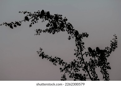 Evening twilight. Silhouettes of rooks and leaves on top of a wild apple tree, like leaves and fruits. Branch bent under the weight of approximately 4 kg of body weight. Birds overnight place - Shutterstock ID 2262300579