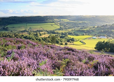 An Evening View Across The North Yorkshire Countryside With Flowering.  Heather Moors In The Foreground.