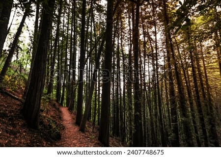 Evening view of hiking trail through a forest of redwood trees in Villa Montalvo County Park, Saratoga, San Francisco bay area, California