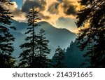Evening view through pine trees from an overlook on Newfound Gap Road, in Great Smoky Mountains National Park, Tennessee.