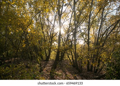 Evening view of tree forest with a path