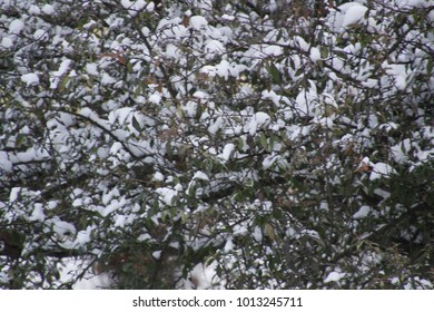 Evening view  tree winter