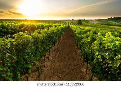 Evening At The Vineyard In South Moravia 