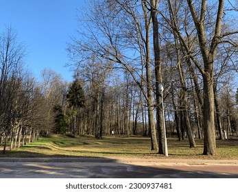 An evening walk in the park in the cold autumn weather. The sun shines on the tree trunks at the golden hour and leaves long shadows on the ground.