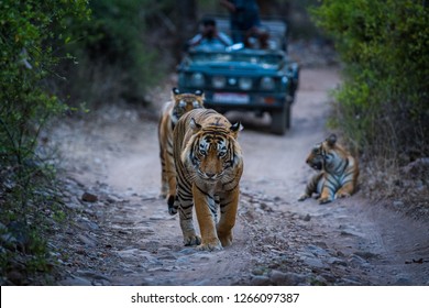 An evening well spent with a dominant male tiger of tourism area and his cubs at Ranthambore Tiger Reserve, india