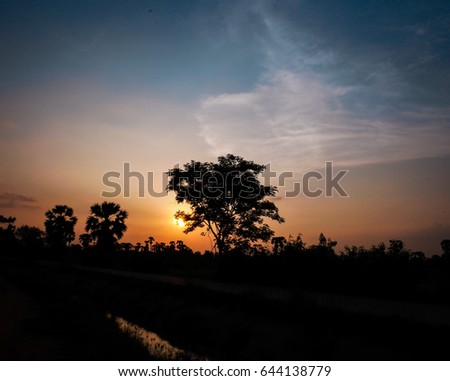 EveningTime The Sun is behind the big tree on a clear day. This image is a silohuette abstract art.