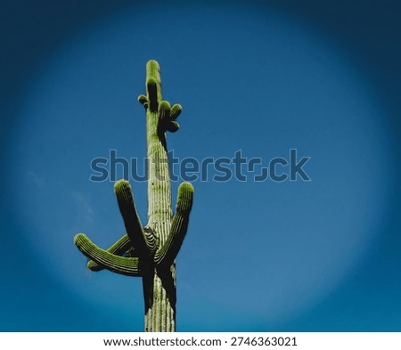 Eventually all the arms of this cactus will point up.