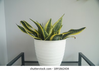 Ever Green House Plant - Sanseviera Plant In A White Pot.