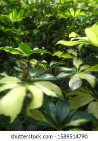 Ever Green Plants Leaf With Partially Absence Of Chlorophyll 