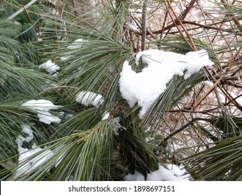 Ever Green Plants In The Snow