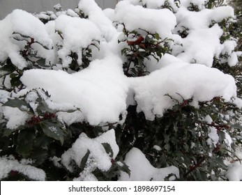 Ever Green Plants In The Snow