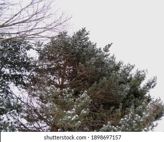 Ever Green Plants In The Snow