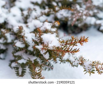 Ever Green Plants In The Snow