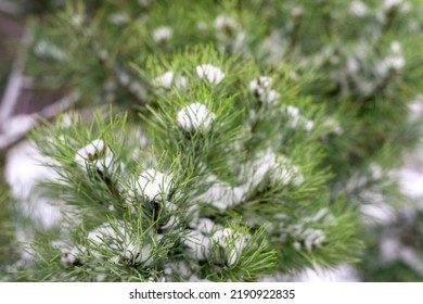 Ever Green Plants In The Snow