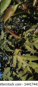 Ever Green Trees, Papaya Tree