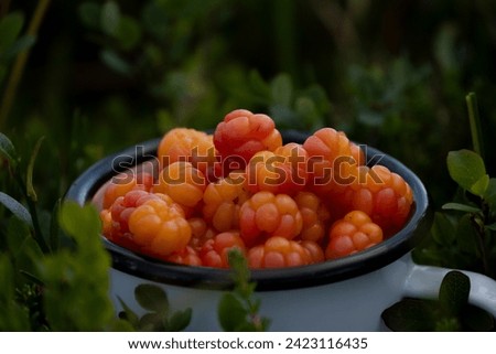 everal orange cloudberries in a mug