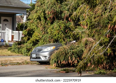 Everett WA USA - 11-05-2022: Wind Storm Damage Fallen Tree In Road Over Car