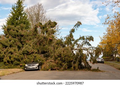 Everett WA USA - 11-05-2022: Wind Storm Damage Fallen Tree In Road Over Car