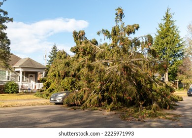 Everett WA USA - 11-05-2022: Wind Storm Damage Fallen Tree In Road Over Car